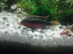 Pelvicachromis pulcher