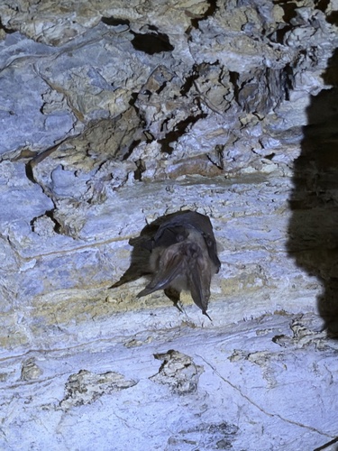 Townsend's Big-eared Bat