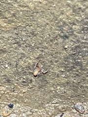 Alabamocreagris mortis