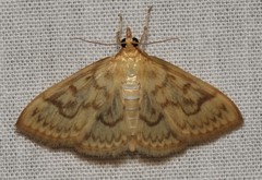 Crocidophora serratissimalis