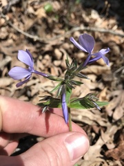 Phlox divaricata