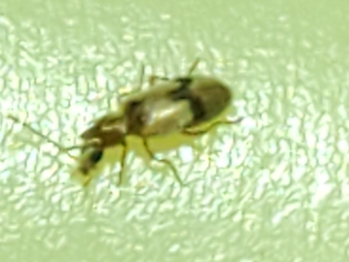 Notoxus calcaratus
