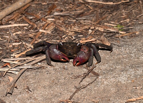 Thai Vinegar Crab