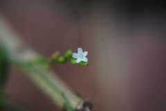 Verbena montevidensis