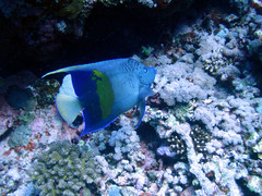 Pomacanthus maculosus