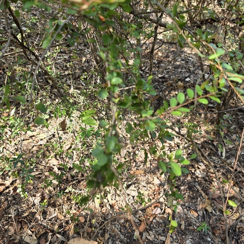 Antidesma parvifolium (Antidesma parvifolium)