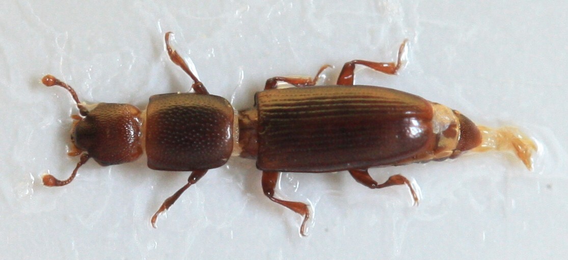 Rhizophagus parallelocollis