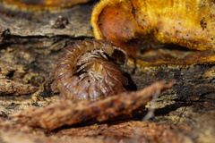 Polydesmus complanatus