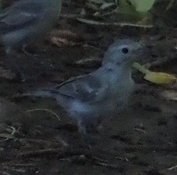 Lucy's Warbler