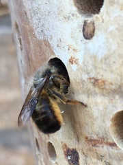 Osmia bicornis