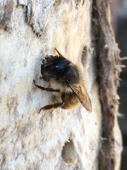 Osmia bicornis