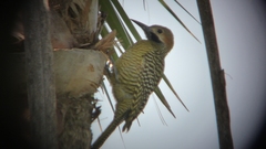 Colaptes fernandinae