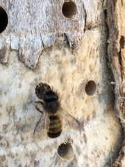 Osmia bicornis
