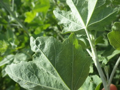 Malacothamnus fasciculatus nuttallii