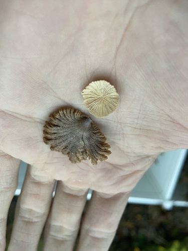 Schizophyllum radiatum, 2026-06-09