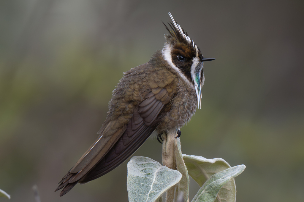 Green-bearded Helmetcrest