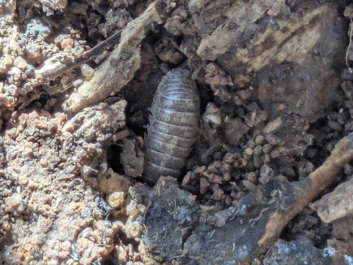 Arcangeli's Pill Woodlouse