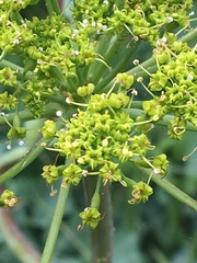 Lomatium californicum