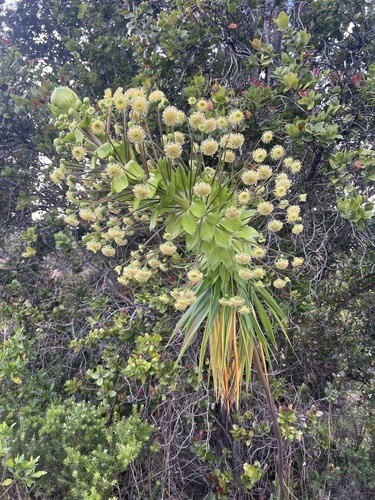 Wilkesia gymnoxiphium observed 2026-06-09