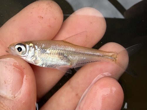 Largeeye bream (Sinibrama macrops) — Cyprinidae — 2