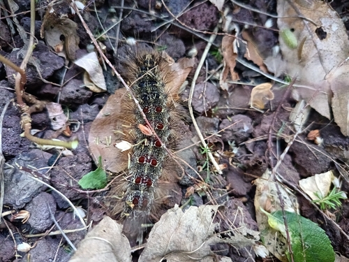 Spongy Moth