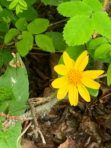 heartleaf arnica