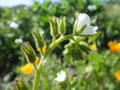 Phacelia viscida albiflora
