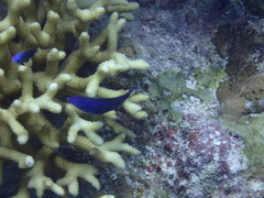 Larabicus quadrilineatus