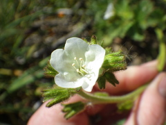 Phacelia viscida albiflora