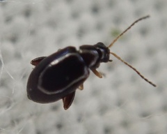 Aphthona