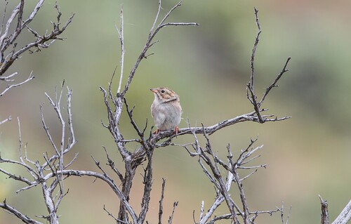 Brewer's Sparrow