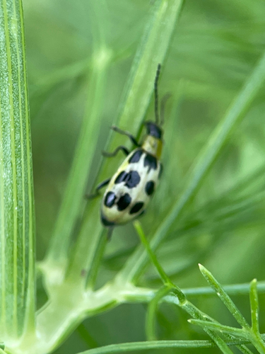 Spotted Cucumber Beetle