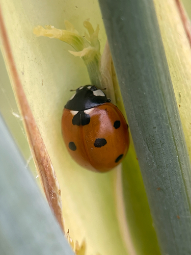 Seven-spotted Lady Beetle