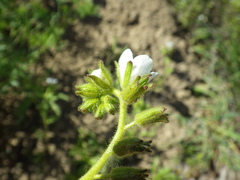 Phacelia viscida albiflora