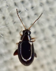 Aphthona