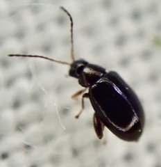 Aphthona