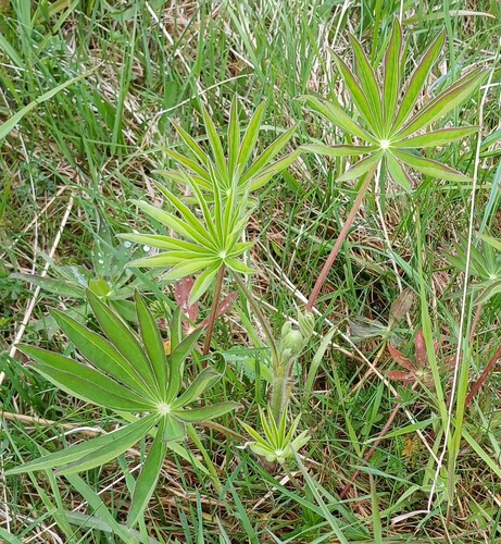 Large-leaved lupine