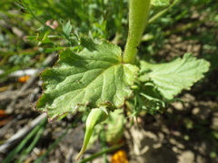 Phacelia viscida albiflora