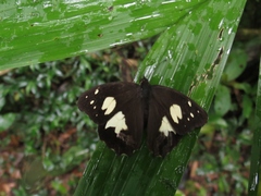 Oxeoschistus tauropolis tauropolis