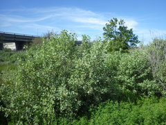 Malacothamnus fasciculatus nuttallii