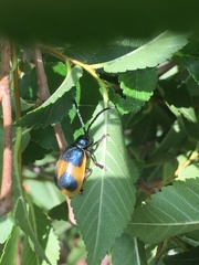 Monocesta ducalis