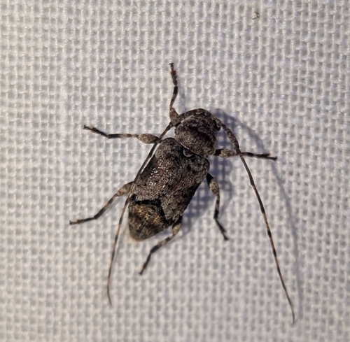 Sternidius mimeticus