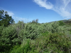 Malacothamnus fasciculatus nuttallii