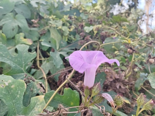 Ipomoea crinicalyx