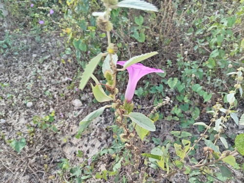 Ipomoea crinicalyx, photograph 2