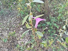 Ipomoea crinicalyx, photograph (c) Janitzio Pech Zúñiga, some rights reserved (CC BY-SA)