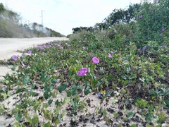 Ipomoea crinicalyx, photograph (c) Janitzio Pech Zúñiga, some rights reserved (CC BY-SA)