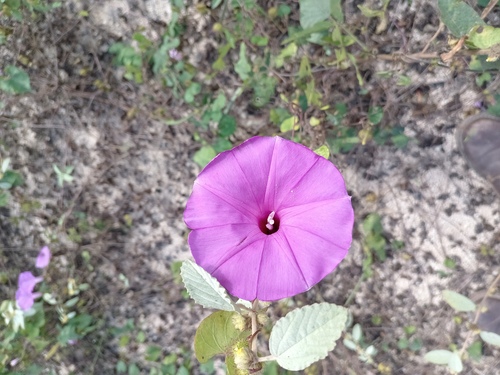 Ipomoea crinicalyx, photograph 3