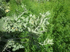 Malacothamnus fasciculatus nuttallii