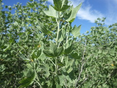 Malacothamnus fasciculatus nuttallii